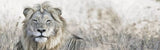 Lion Laying Down 165cm x 60cm