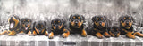 Rottweiler Puppies 165cm x 60cm