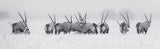 South African Oryx 165cm x 60cm