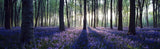 Lavender Forest 165cm x 60cm