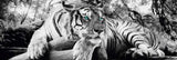 Tiger is watching you 165cm x 60cm