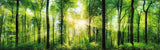 Green Forest Sunlight 165cm x 60cm