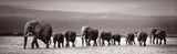 Elephant Herd