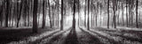 Forest Sun Ray Black and White