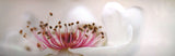 Pink and White Flower 165cm x 60cm
