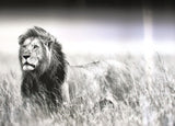 Lion in Grass 98cm x 68cm