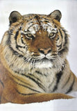 Tiger in snow