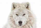 White Wolf