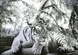 Black and White Tiger - Blue eyes