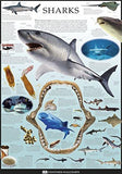 Sharks Charts 68cm x 98cm