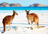 Kangaroos on Beach 98cm x 68cm