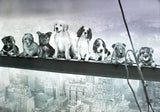 Puppies on Steel Beam 98cm x 68cm