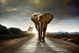 Elephant on Road 98cm x 68cm