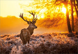 Golden Stag 98cm x 68cm