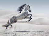 White Horse Jumping