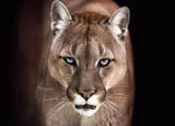 Puma 98cm x 68cm