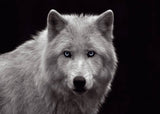 White Wolf