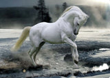 Horse Running Through Water 98cm x 68cm