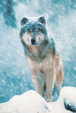 Wolf in Snow