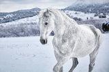 White Horse in Snow