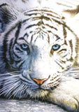 White Tiger