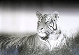 Tiger in Grass