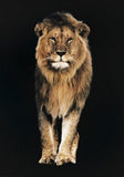 Lion Kings of Nature 107.5 x 147.5