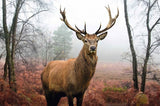 Deer in Forest 147.5cm x 107.5cm OR 98cm x 68cm