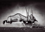 Gemsbok Fight 147.5cm x 107.5cm