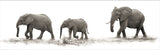 Elephant Herd 98cm x 37cm