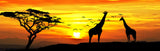 Giraffes at Sunset 98cm x 37cm