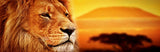 Lion Head 98cm x 37cm