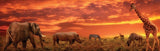 Safari Animals 98cm x 37cm