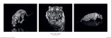 Into the Dark Tiger 98cm x 37cm