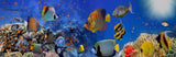 Fishes under the sea 98cm x 37cm