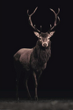 Deer Black