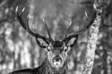 Deer in black and White
