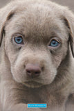 Keith Kimberlin Puppy Blue Eyes 68cm x 98cm