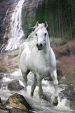 White Horse (Bob Langrish)