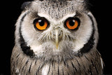 Owl Face 98cm x 68cm