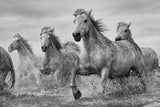 Camargue Horses 98cm x 68cm