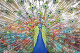 Peacock 98cm x 68cm