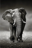 Walking Elephant