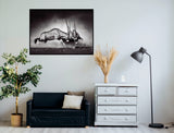 Gemsbok Fight 147.5cm x 107.5cm