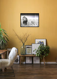 Lion in Grass 98cm x 68cm