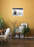 Lion in Grass 98cm x 68cm