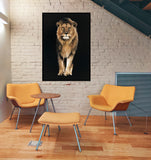 Lion Kings of Nature 107.5 x 147.5