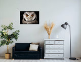 Owl Face 98cm x 68cm