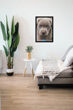 Keith Kimberlin Puppy Blue Eyes 68cm x 98cm