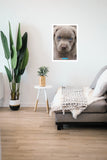 Keith Kimberlin Puppy Blue Eyes 68cm x 98cm